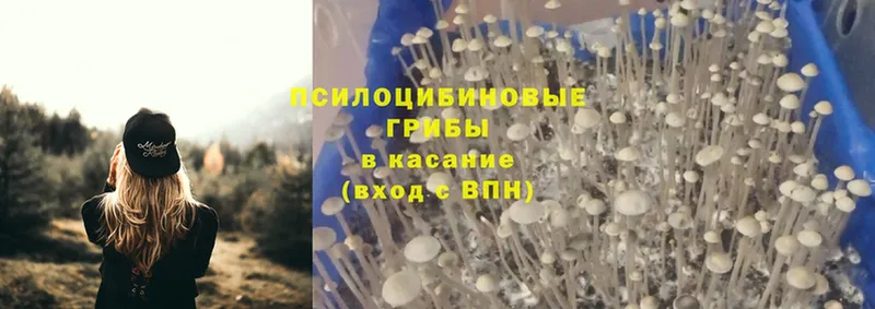 Псилоцибиновые грибы Psilocybine cubensis  наркота  Власиха 